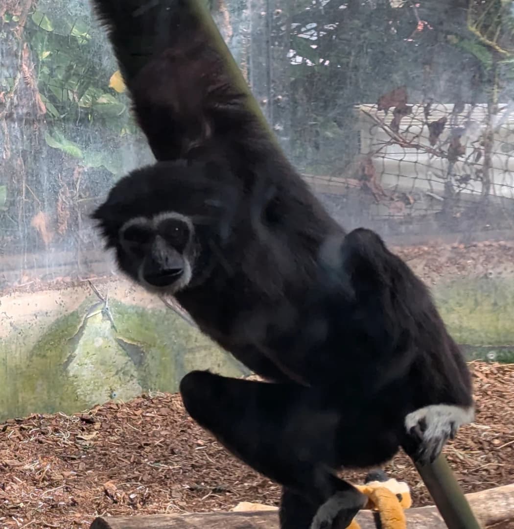 Gibbon close-up screenshot with face and upper body detail