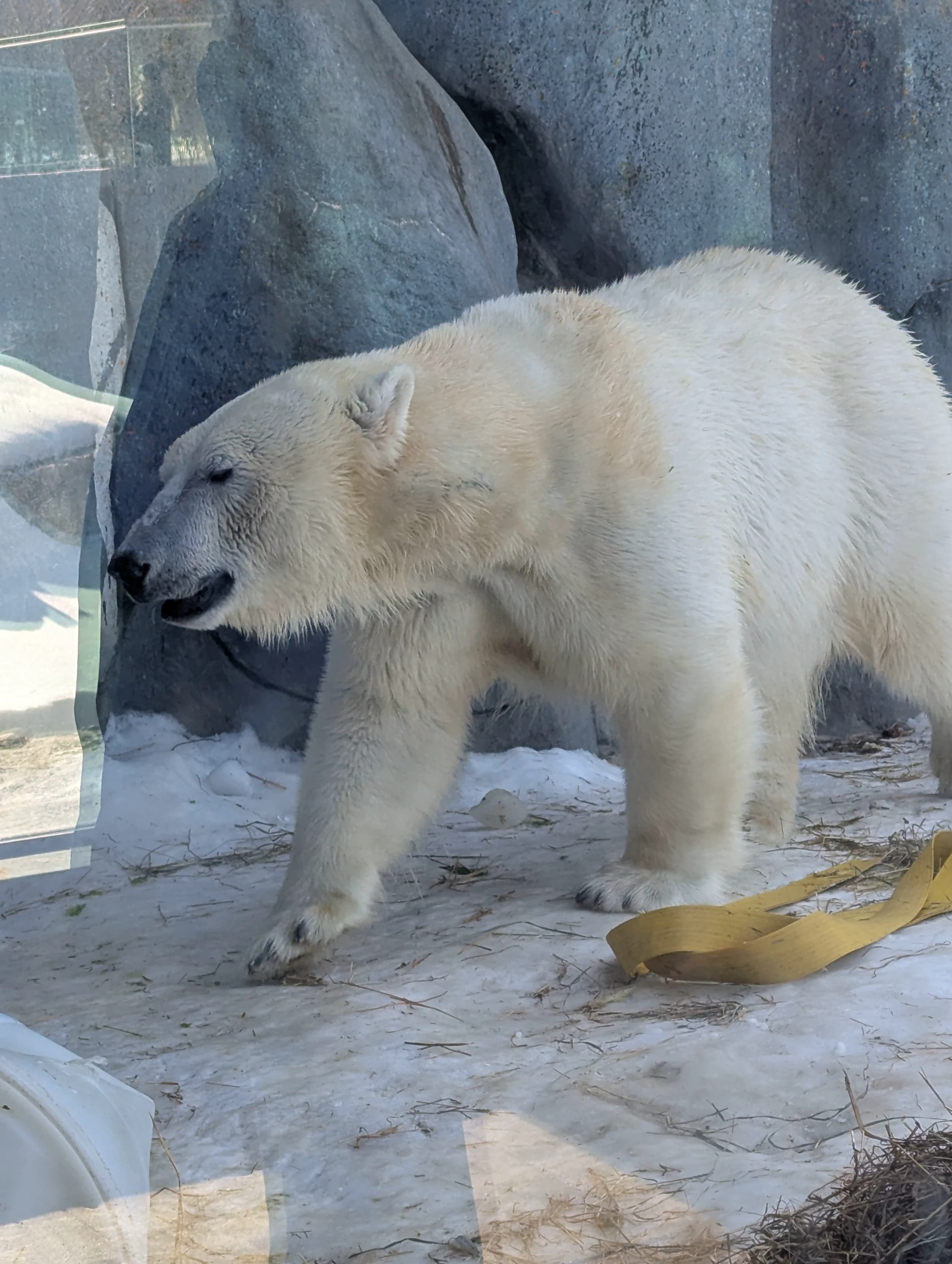 Polar bear close to viewing glass in snow