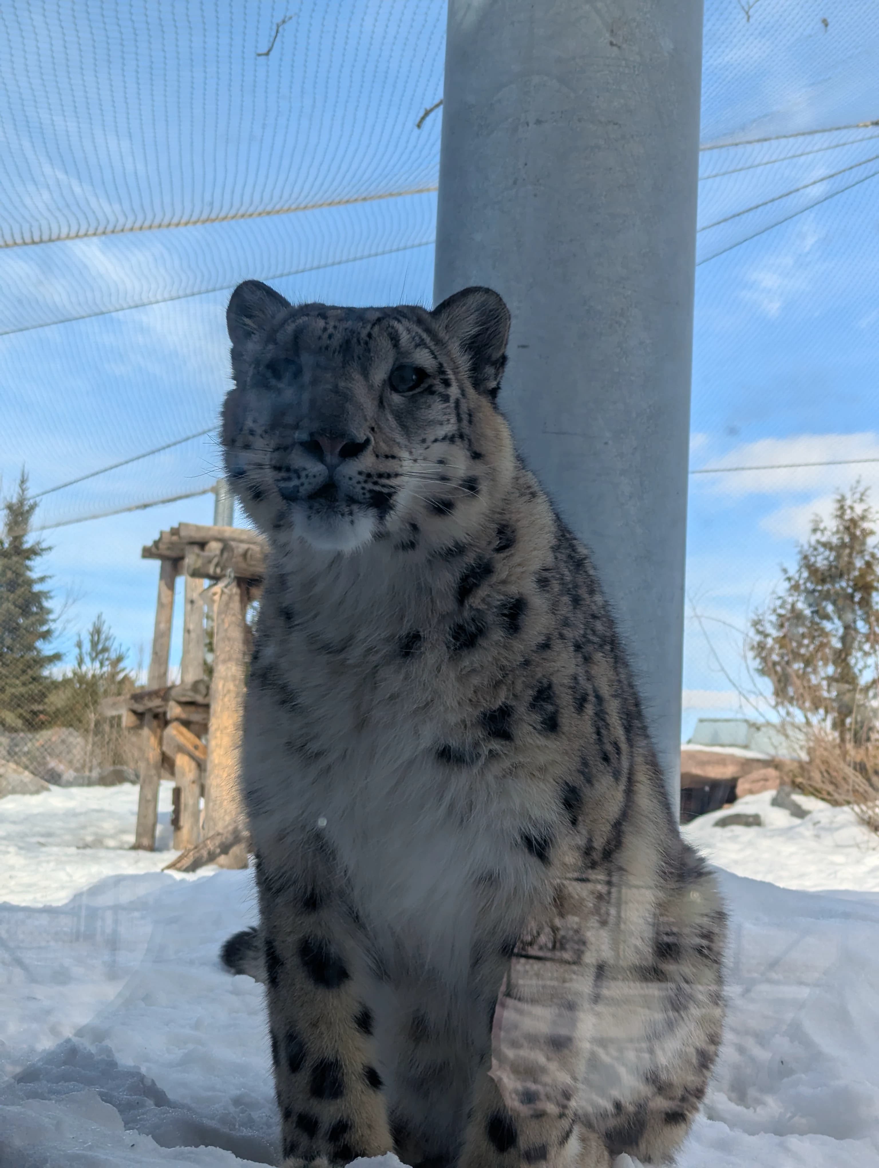 Snow leopard close portrait in winter habitat