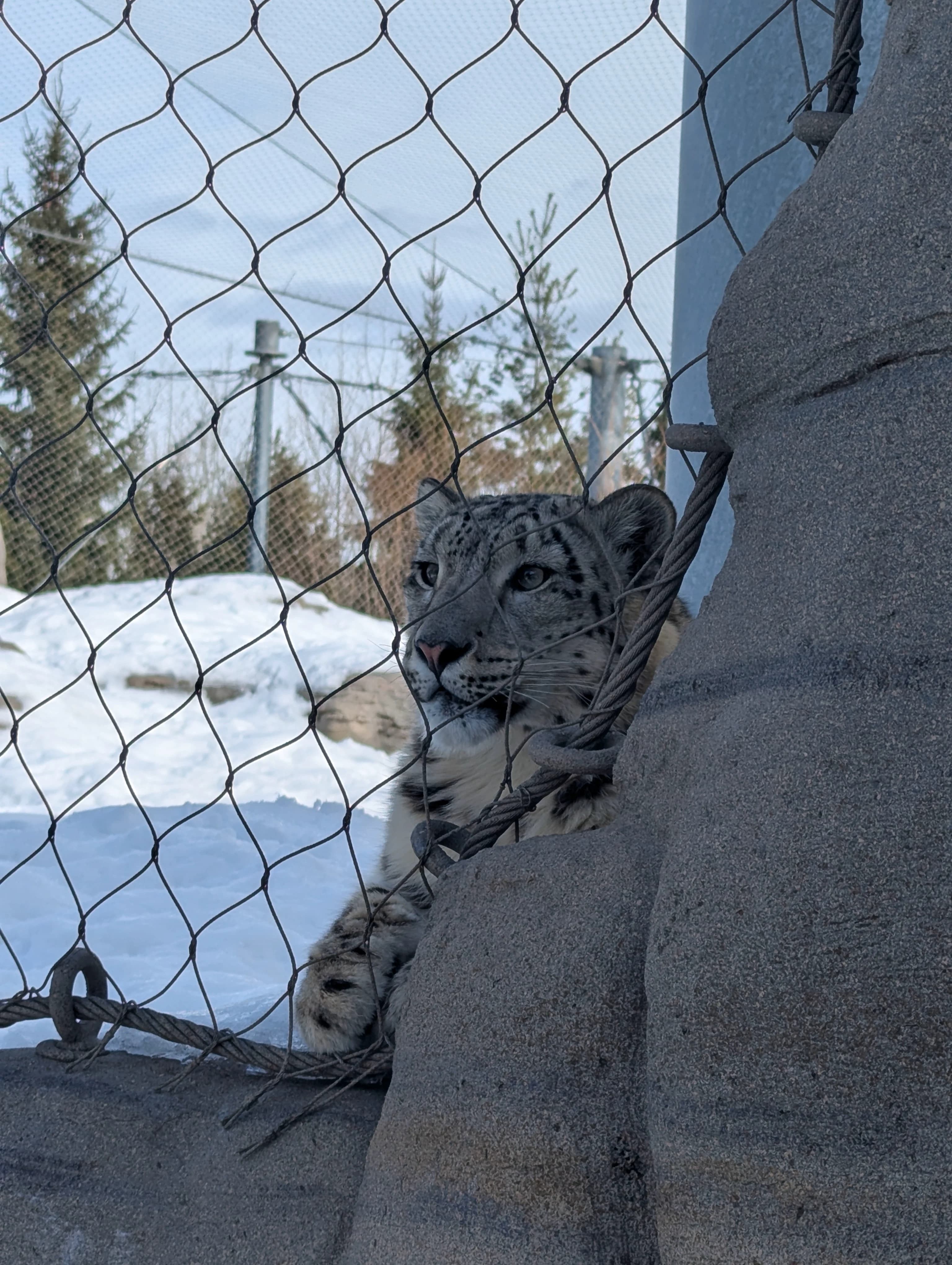 Snow leopard resting in a tight frame near the enclosure fence